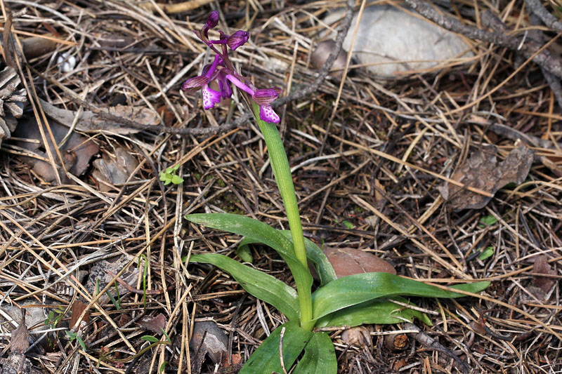 Anacamptis morio subsp. picta (Loisel.) Jacquet & Scappat.